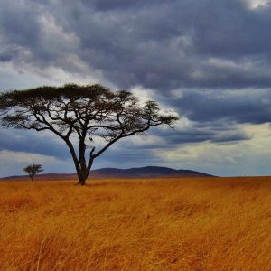 acacia tree, tanzania, safari-277352.jpg